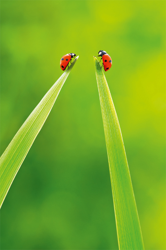 photo ABC Carte de voeux en blanc B6 51806 Coccinelle