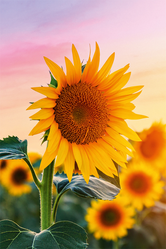 photo ABC Carte de voeux en blanc B6 51819 Tournesols