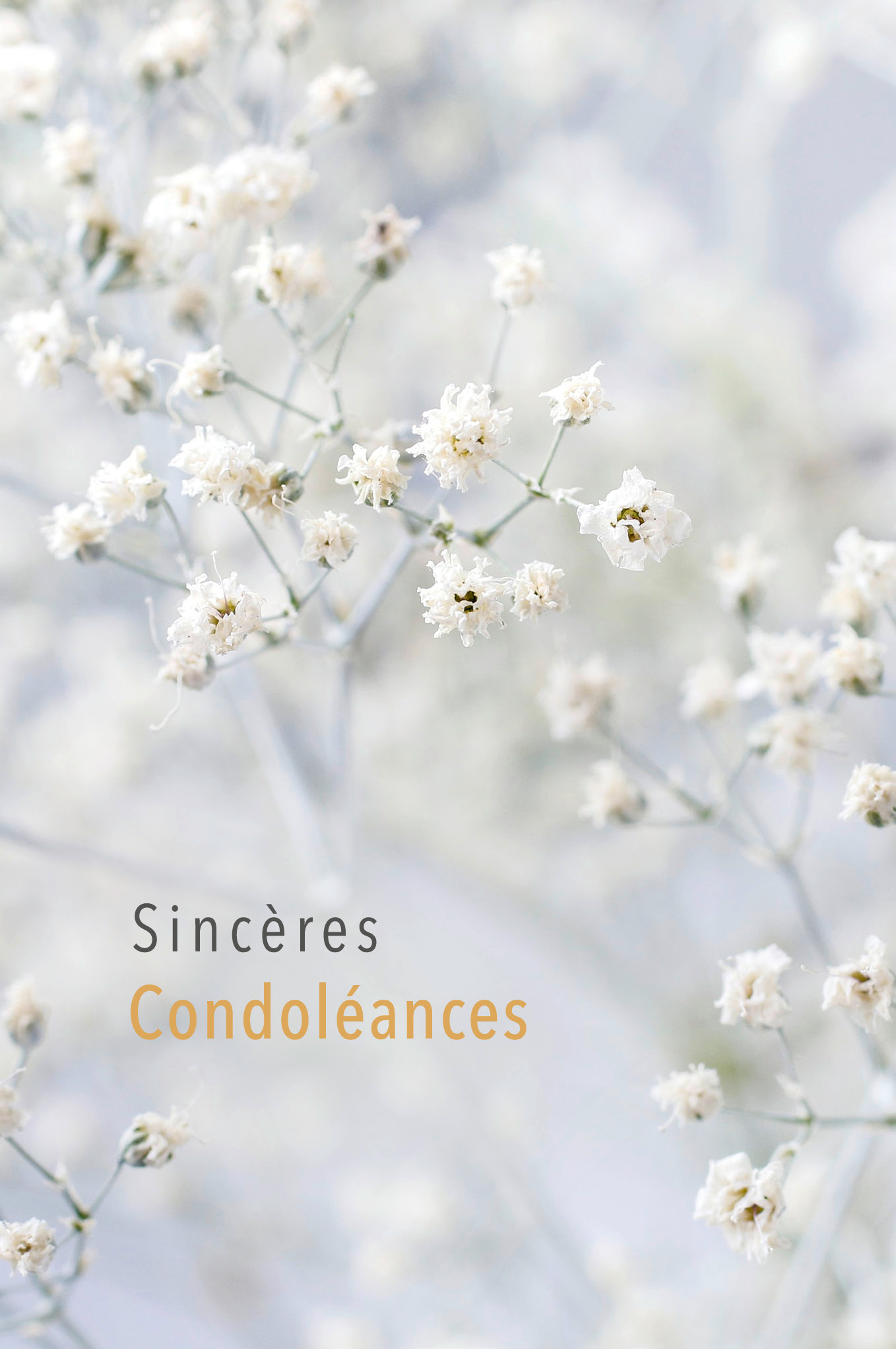 photo de l'article 732493