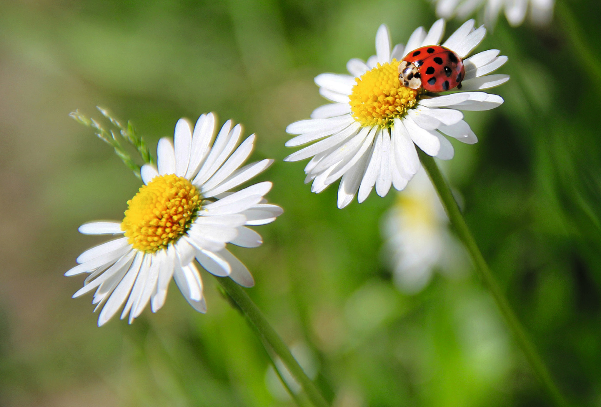 photo ABC Carte de voeux en blanc B6 70342 Coccinelle