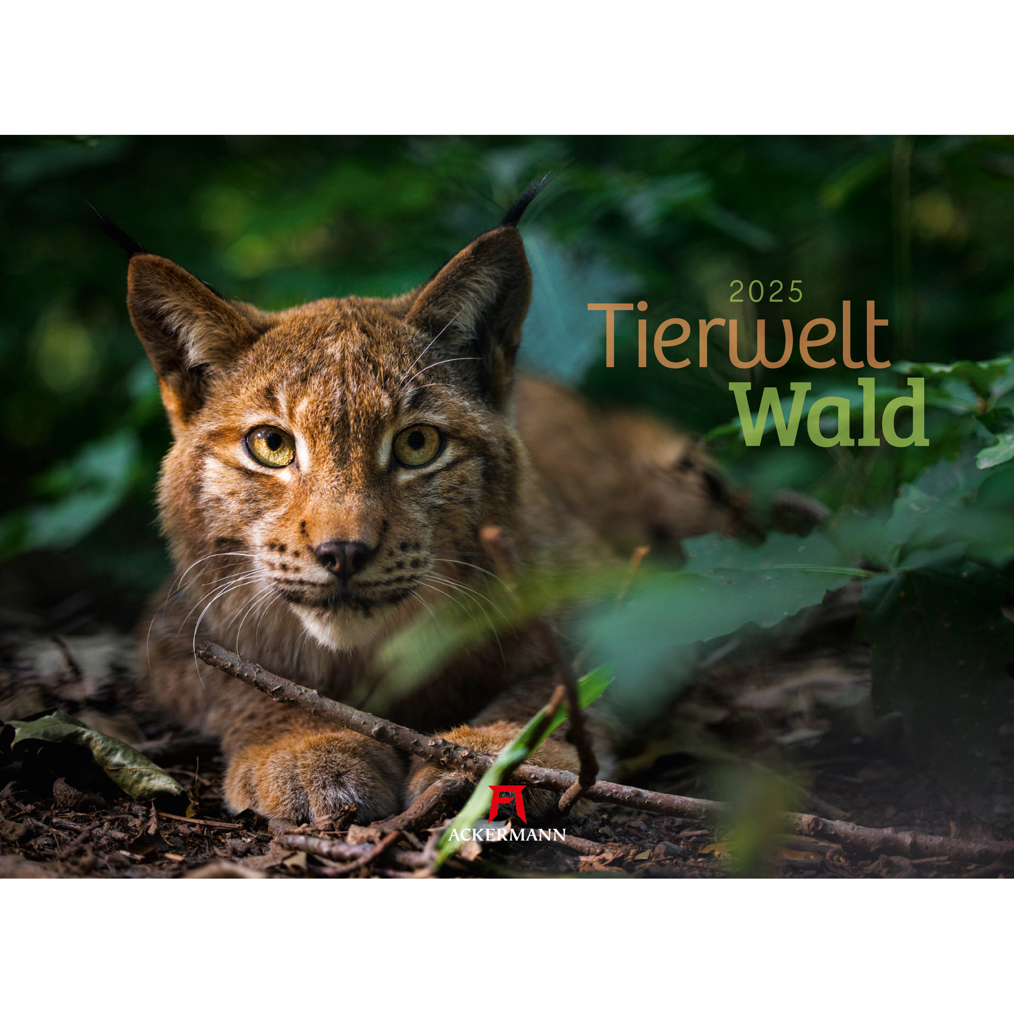 ACKERMANN Calendrier 2025 2582 Tierwelt Wald D 45x33cm