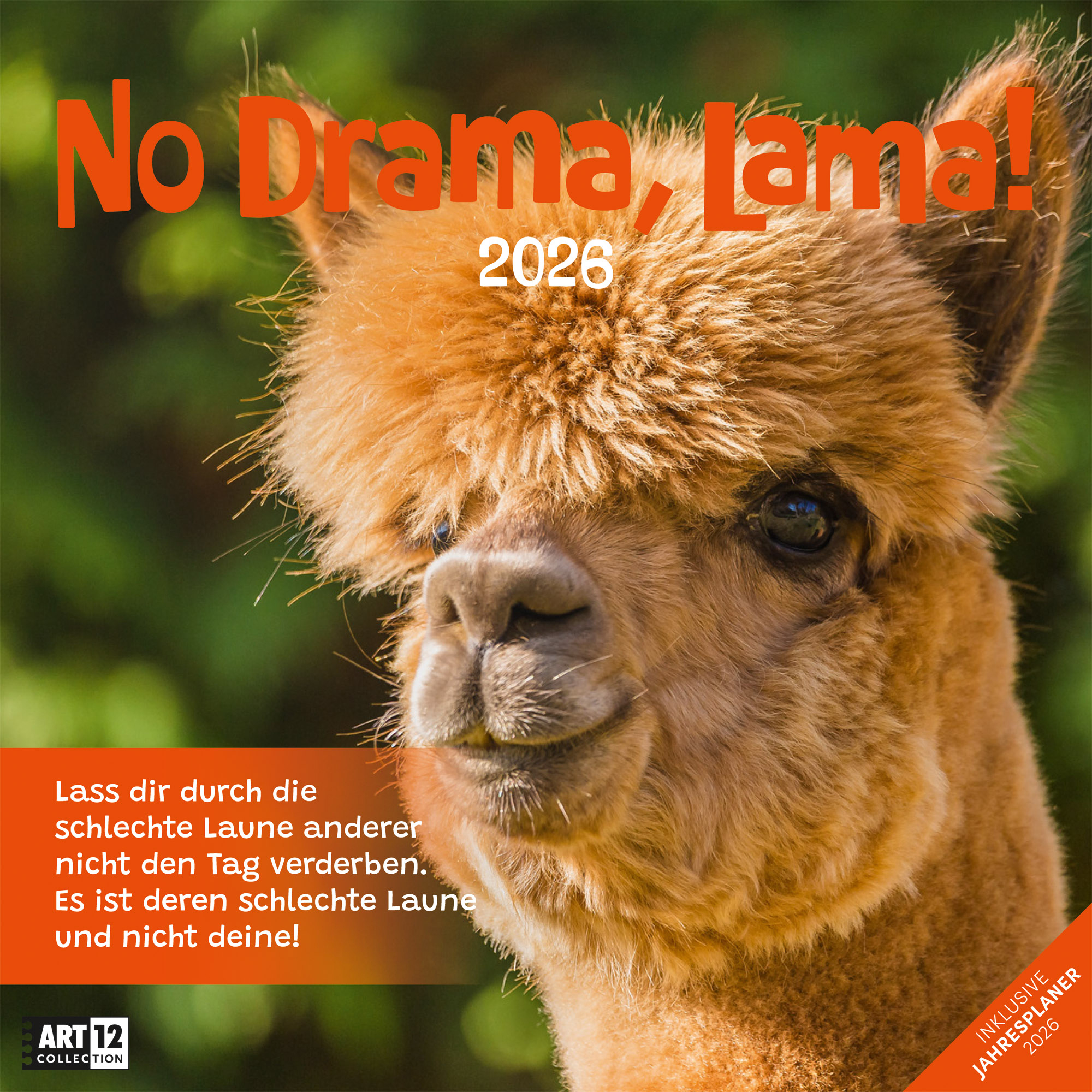 photo ACKERMANN Calendrier 2026 4627 No Drama, Lama ML 30x30cm