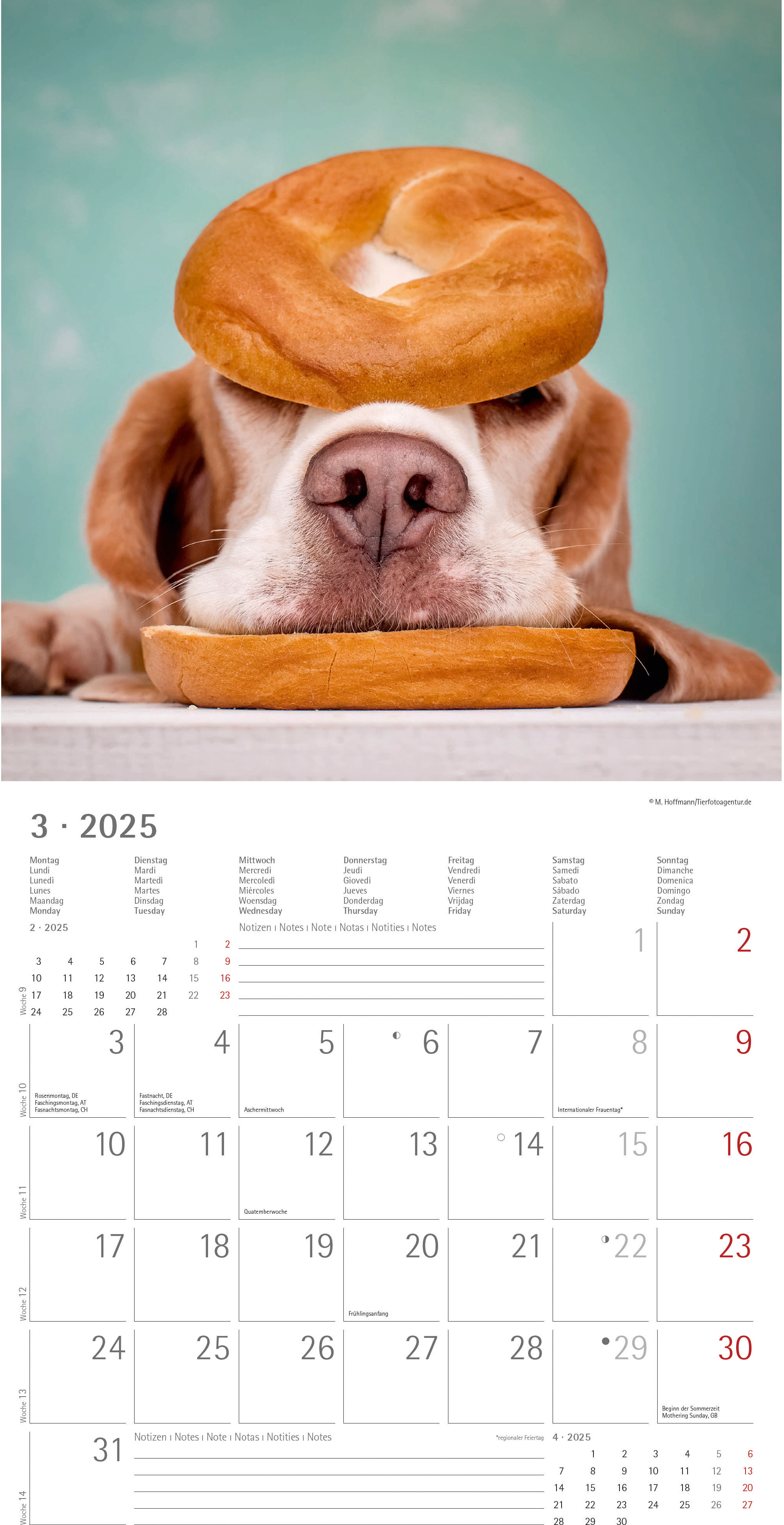 ALPHA EDITION Calendrier 2025 104081 Funny Dogs ML 30x30cm