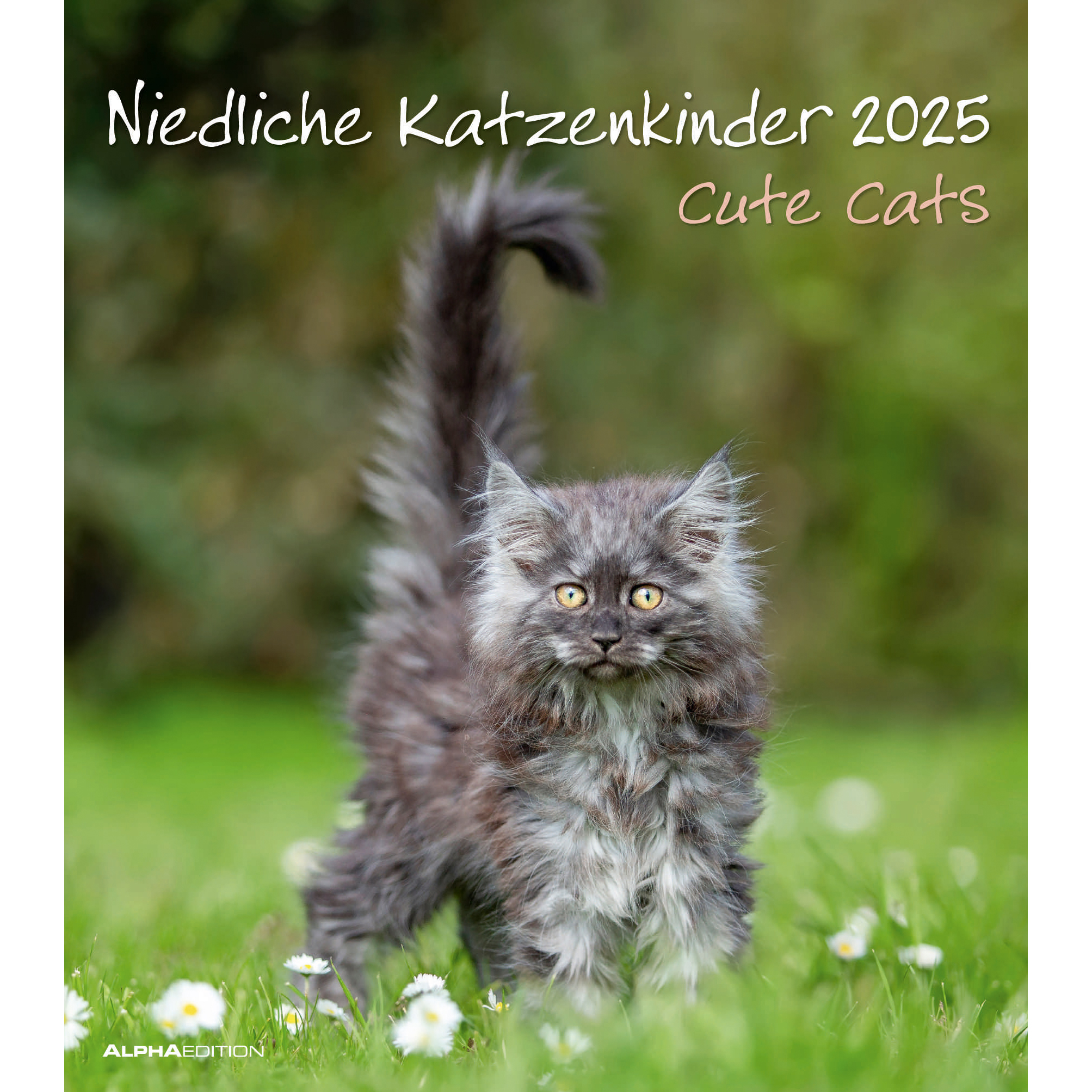 ALPHA EDITION Calendrier 2025 104215 Katzenkinder ML 30x34cm