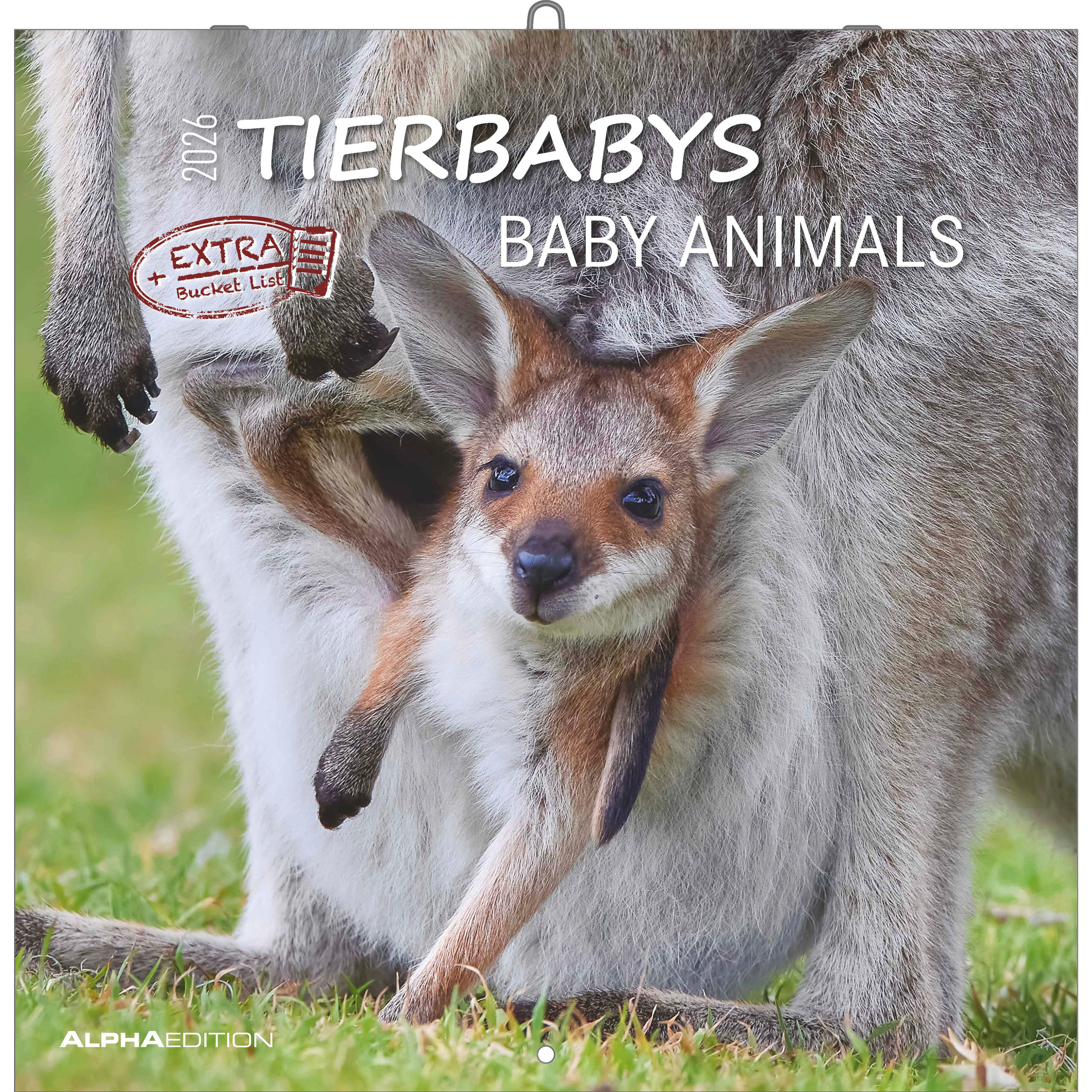 photo ALPHA EDITION Calendrier 2026 160341 Tierbabys ML 30x30cm