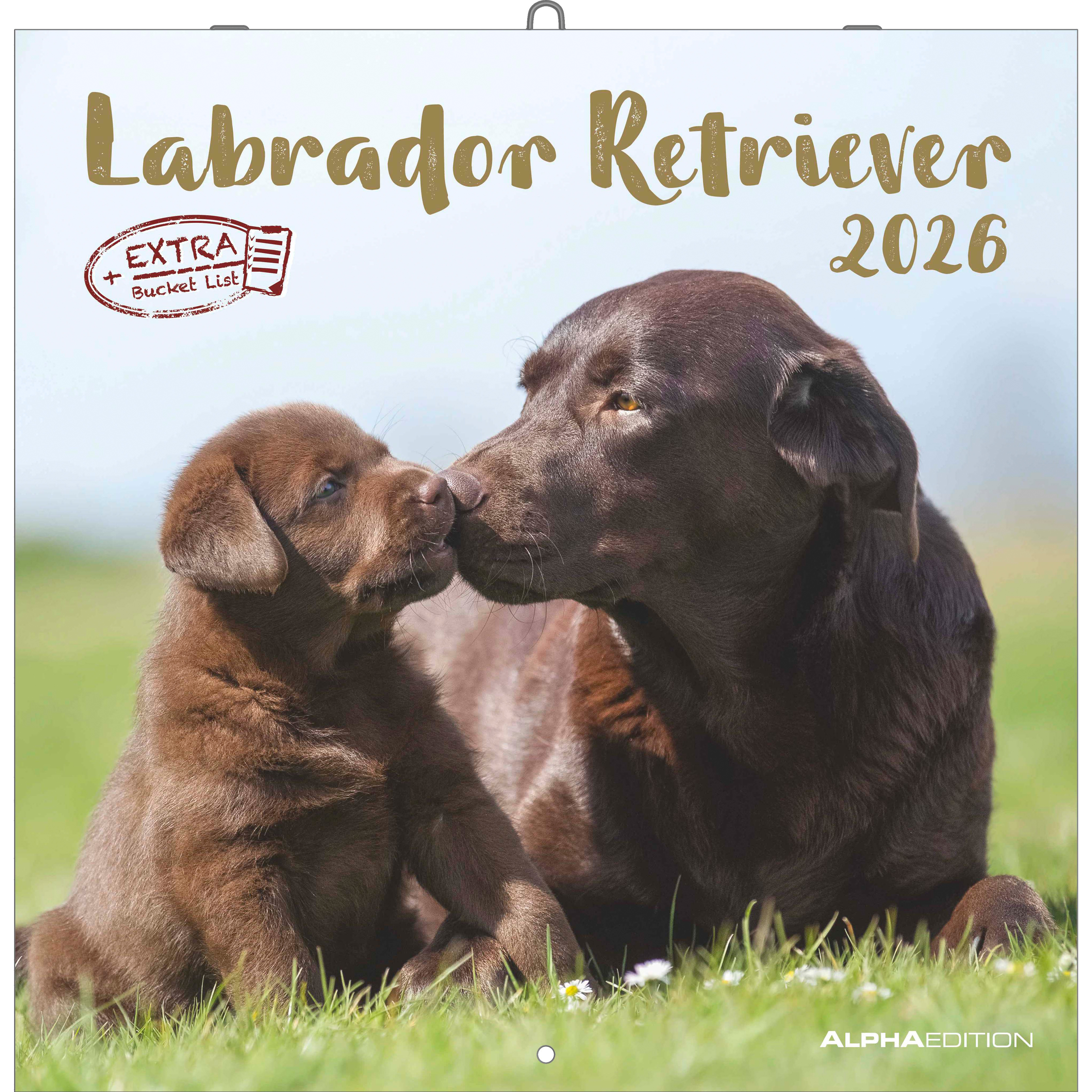photo ALPHA EDITION Calendrier 2026 160631 Labrador ML 30x30cm