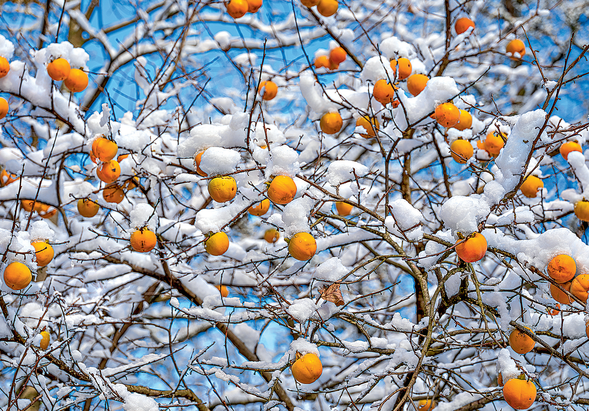 photo ART BULA Carte de Noël 12x17.5cm 12BU3484 Kakis avec neige