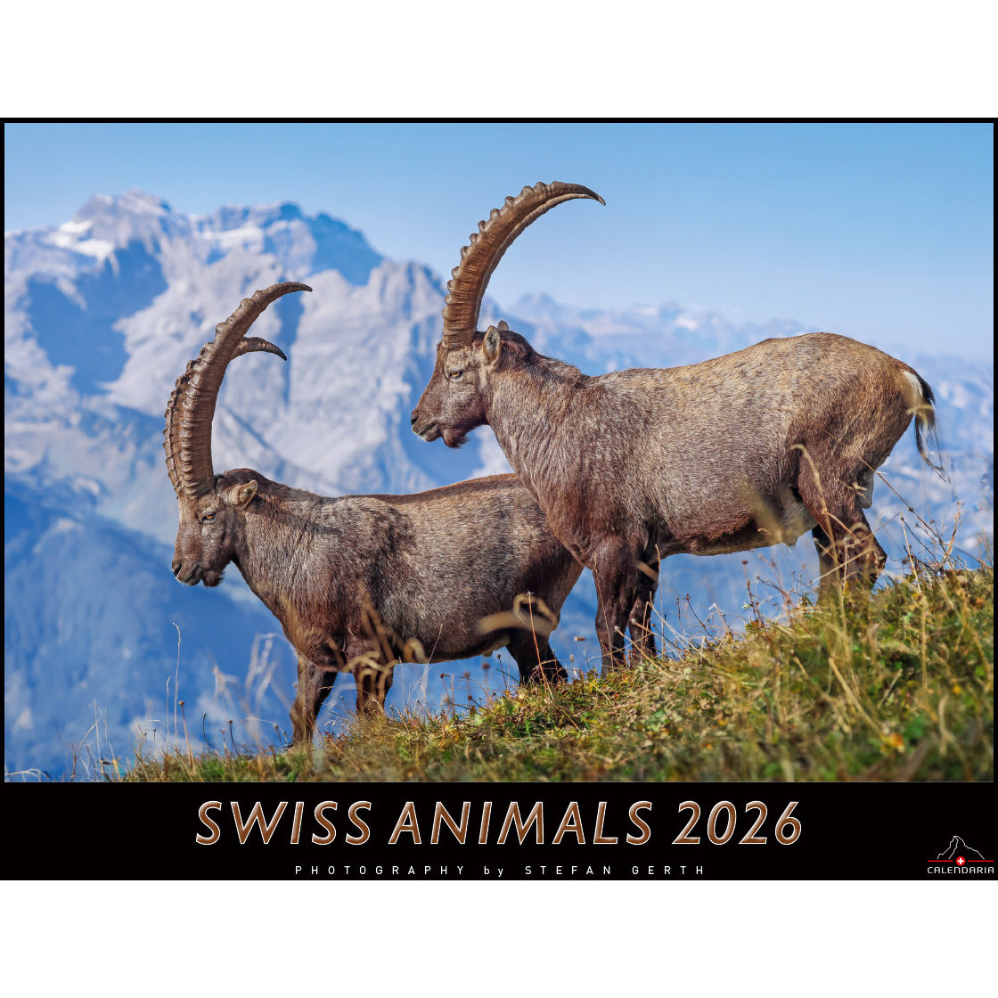 photo CALENDARIA Calendrier 2026 9783036205472 Swiss Animals 40x31cm