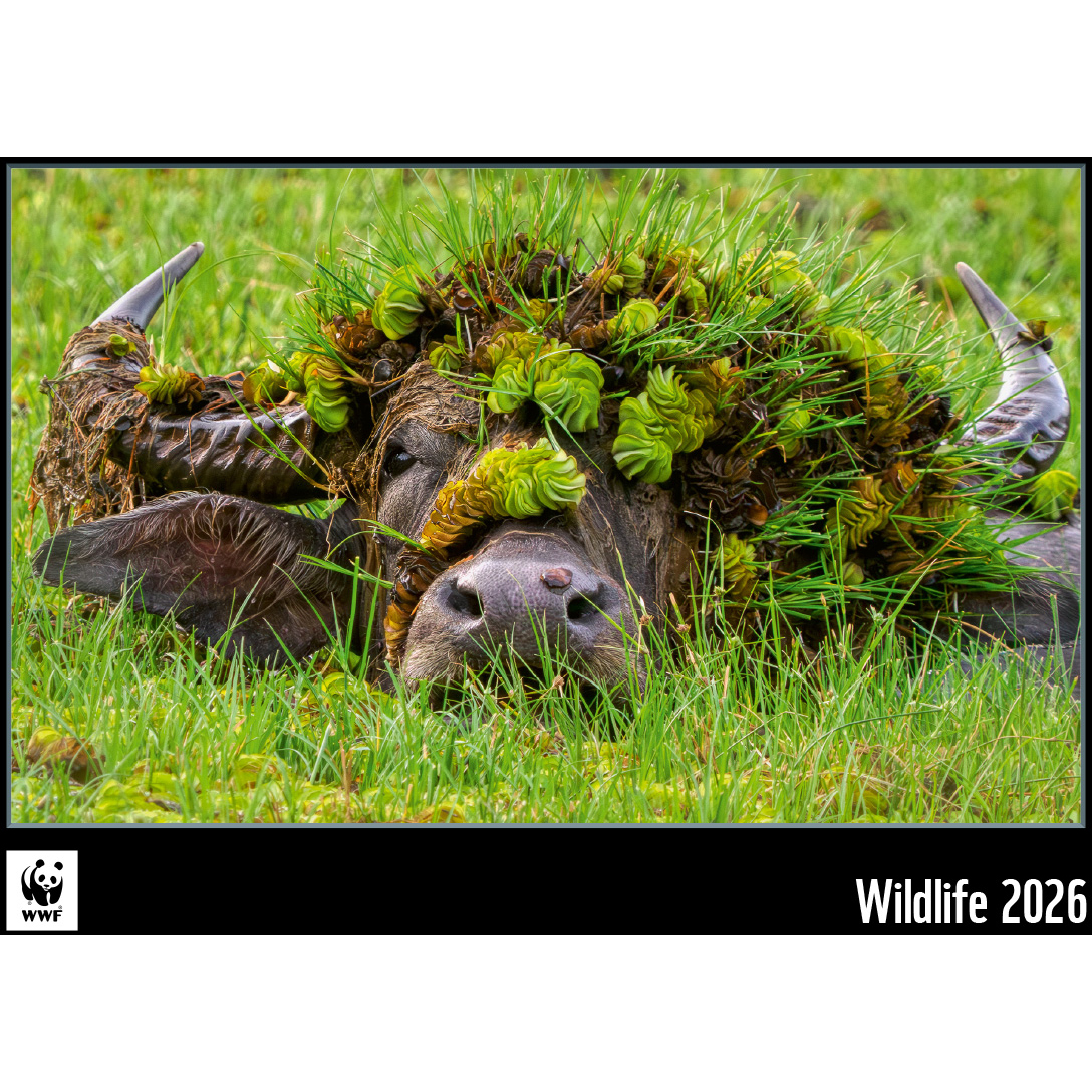 photo de l'article 728109