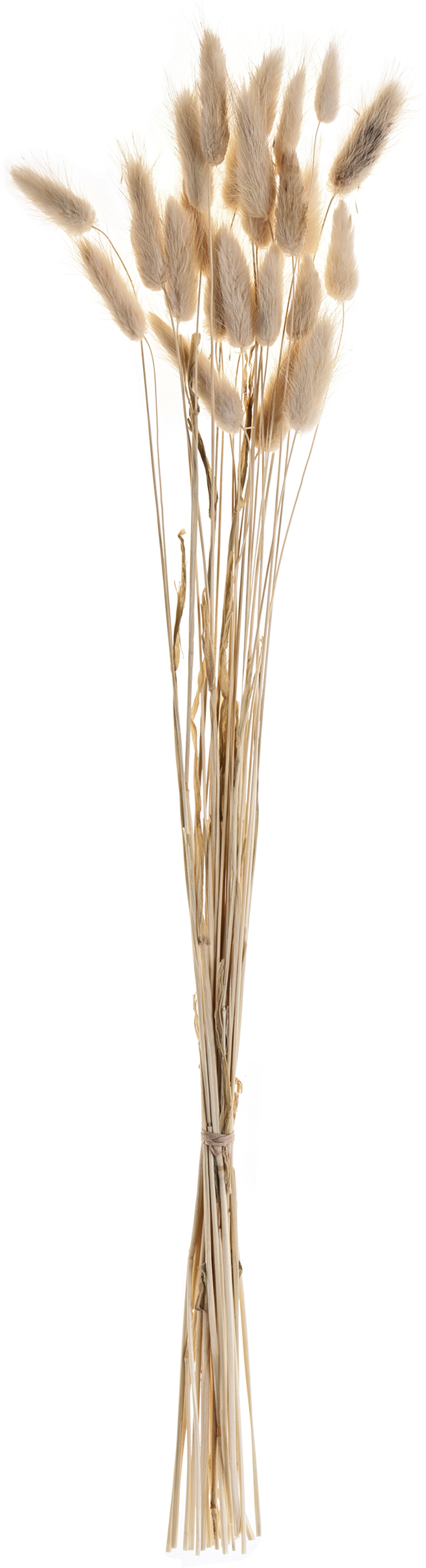 photo EGLO Fleur séchée 60cm 428039 beige