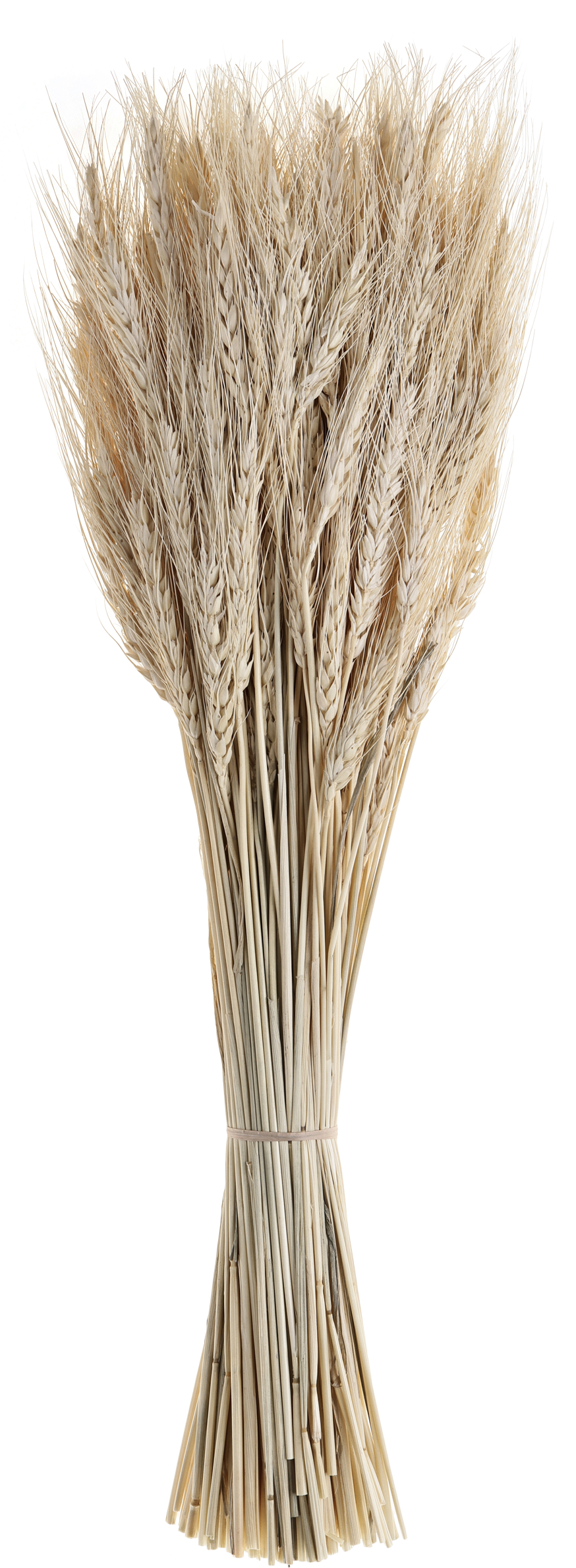 photo EGLO Fleur séchée 60cm 428041 beige