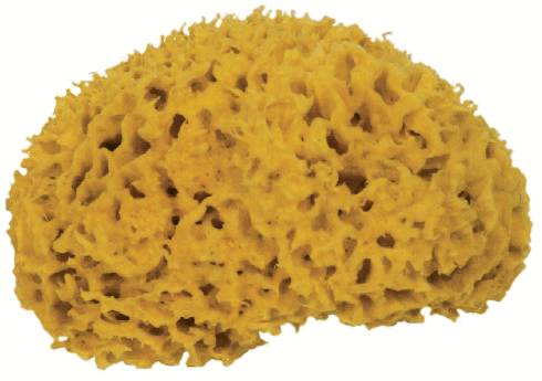 FRINA Eponge naturelle 913.05 jaune 5cm