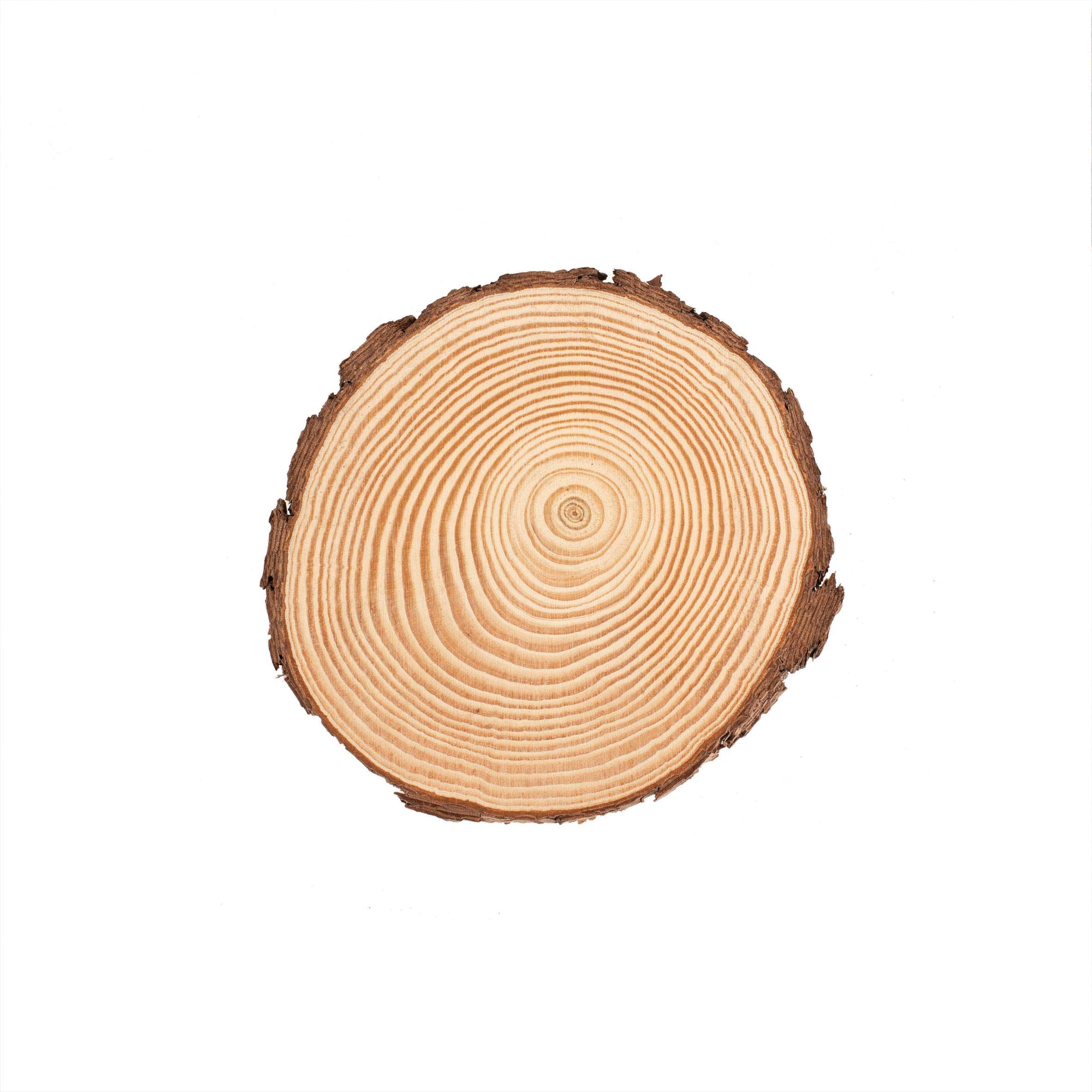 photo GLOREX Rondelle en bois 15x1.5cm 67026751