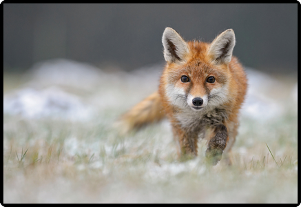 photo HANSA Sous-main 50x34cm 41-6000.080 Renard
