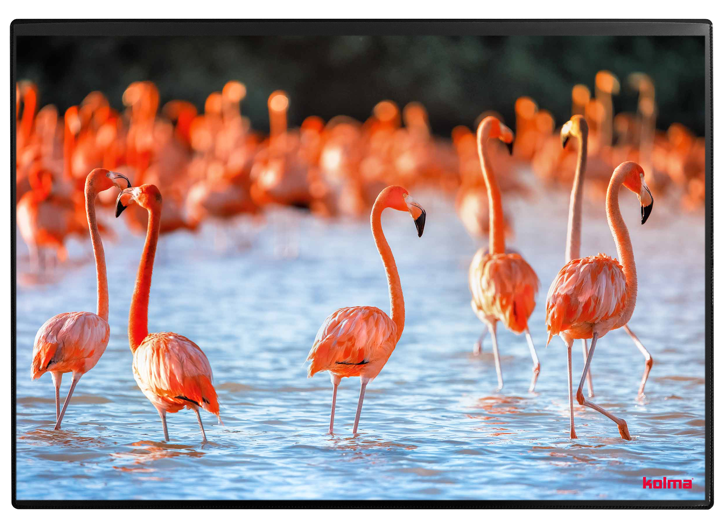 KOLMA Sous-main 35.556.20 Flamingos 50x34cm