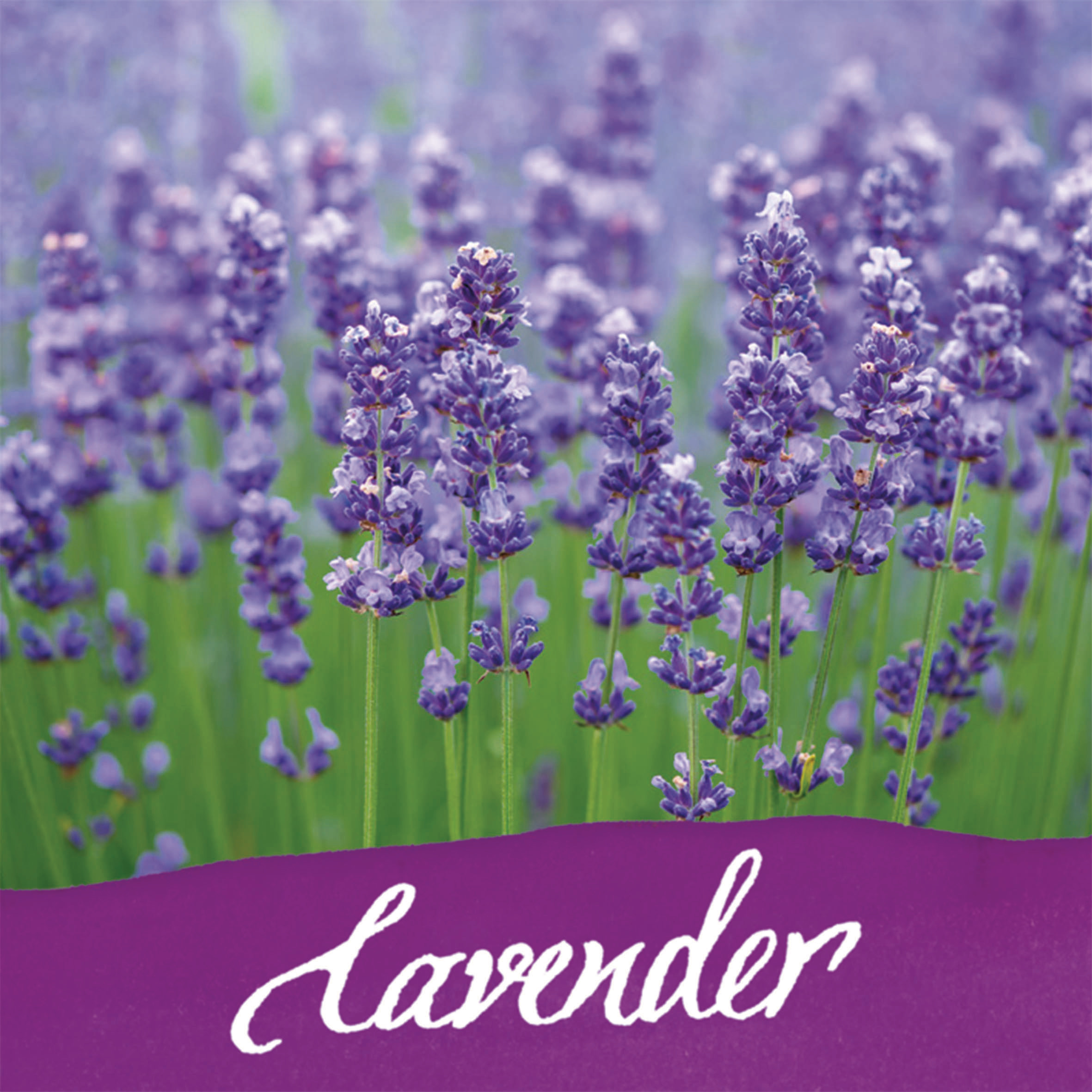 ONLINE Encre 15ml 17064/3 fleurer Lavender, lilac