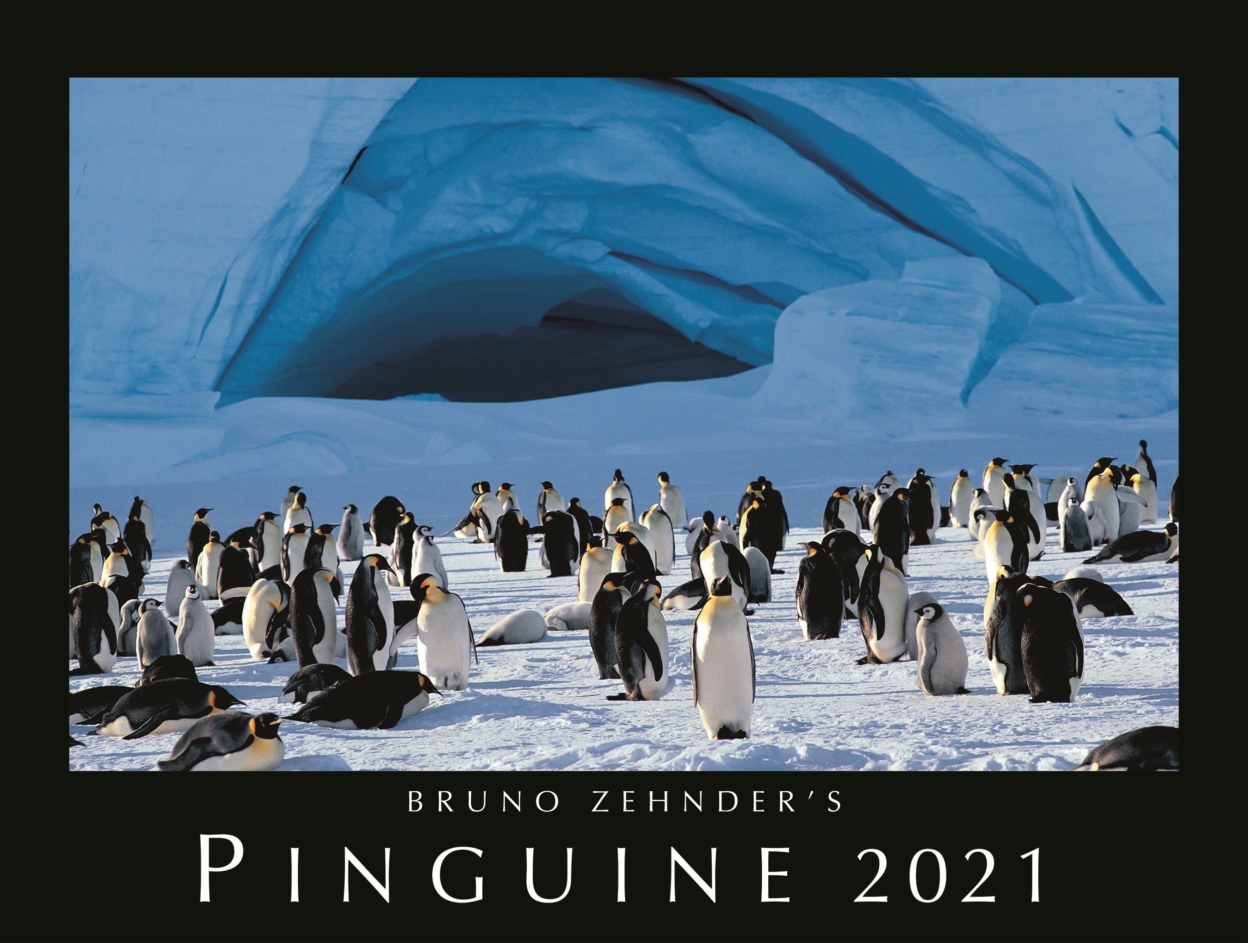 Pinguine B.P. Zehnder d/f/e 61250.21 45x34cm, 2021