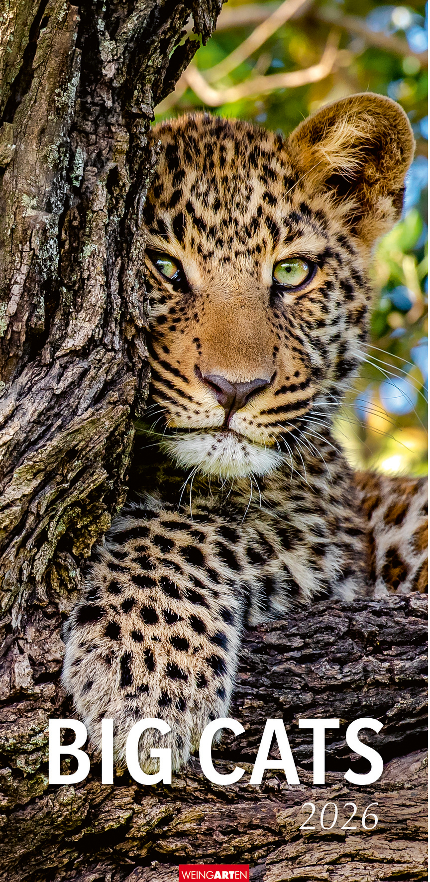 photo WEINGARTEN Calendrier 2026 2958700+26 Big Cats DE 33x68cm