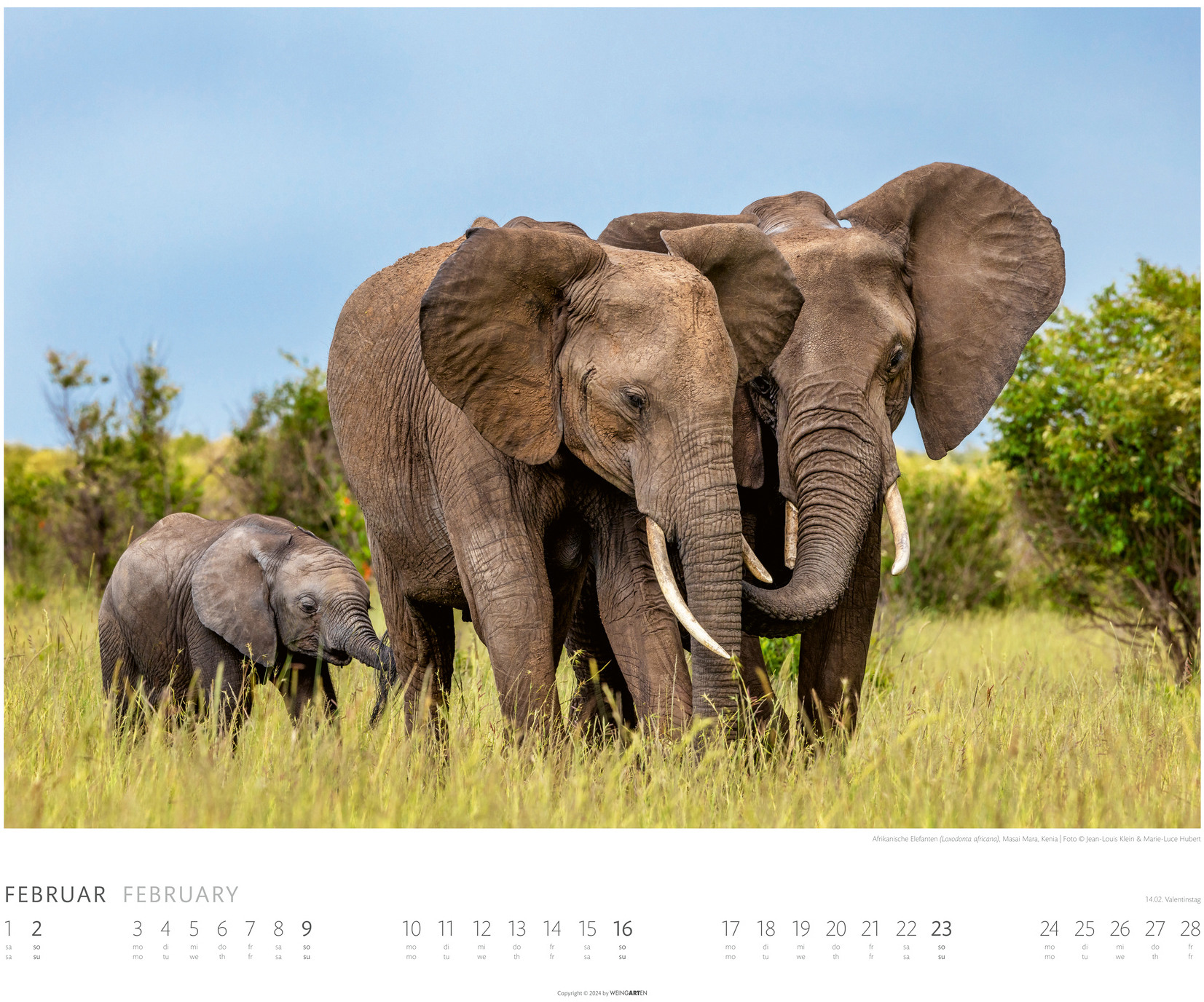 WEINGARTEN Calendrier 2025 2960300+25 Elefanten DE 55x46cm
