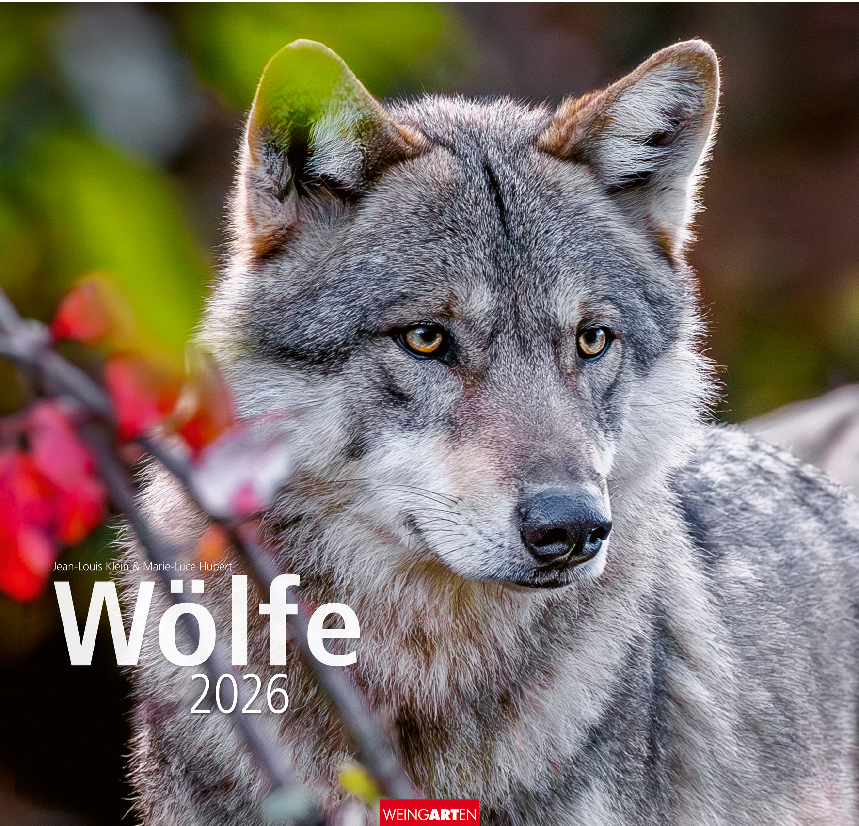 photo WEINGARTEN Calendrier 2026 2963700+26 Wölfe DE 48x46cm