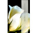 ABC Trauerkarte Französisch 43873 Weiße Rose farbig
